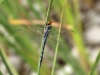 Orthetrum trinacria - female is eating a Crocothemis erythraea male IMG_9666