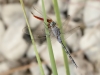 Orthetrum trinacria - female is eaten a Crocothemis erythraea male IMG_9688