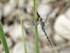 Orthetrum trinacria - female is eating a Crocothemis erythraea male IMG_9693