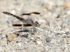 Brachythemis impartita - male IMG_9919