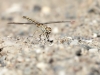 Brachythemis impartita - female IMG_9935