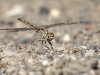 Brachythemis impartita - female IMG_9938