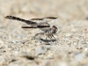 Brachythemis impartita - male IMG_9959