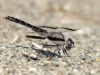 Brachythemis impartita - male IMG_9962