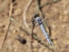 Orthetrum brunneum - male _IMG_8893
