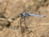 Orthetrum brunneum - male _IMG_8898
