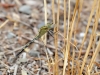 Orthetrum trinacria - female _IMG_9710