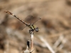 Paragomphus genei - male / by my wife, Sylvia Schulz_IMG_2637