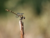 Paragomphus genei - male / by my wife, Sylvia Schulz_IMG_2648