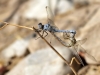 Orthetrum nitidinerve - copula 3_IMG_9439