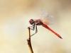 Sympetrum fonscolombii - male _IMG_0065