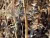 Orthetrum trinacria - female _IMG_8701