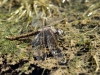 Orthetrum nitidinerve - female - ovipositing _IMG_0293