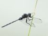 Orthetrum trinacria - male _IMG_9639