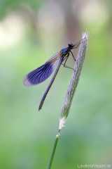 Calopteryx splendens