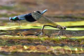 Calopteryx splendens
