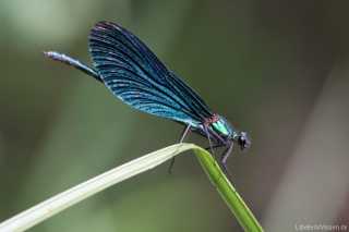 Calopteryx virgo - male_img_6333