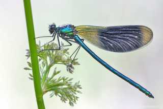 Calopteryx splendens