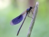 Calopteryx splendens