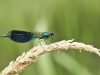 Calopteryx splendens - male_IMG_2112