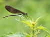 Calopteryx virgo - female_IMG_2140