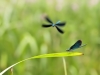 Calopteryx virgo - two males_IMG_2157