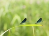 Calopteryx virgo - two males_IMG_2159