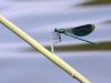 Calopteryx splendens - male