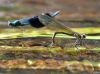 Calopteryx splendens