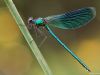 Calopteryx splendens - male