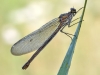 Calopteryx splendens - female