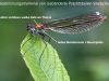 Calopteryx splendens - female identification
