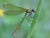 Calopteryx splendens - female