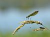 Calopteryx splendens - female