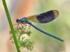 Calopteryx splendens