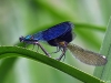 Calopteryx splendens kopula