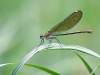 Calopteryx splendens