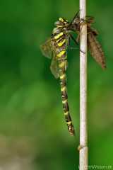 Cordulegaster boltonii