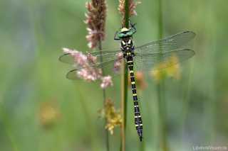 Cordulegaster boltonii von oben