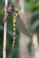 Cordulegaster boltonii