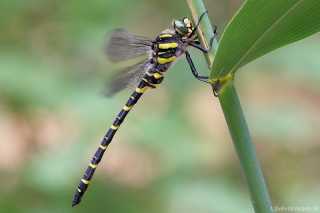Cordulegaster boltonii