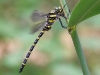 Cordulegaster boltonii