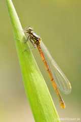 Pyrrhosoma nymphula - teneral female_IMG_0513