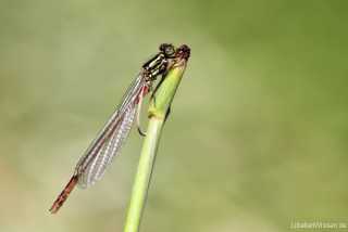 Pyrrhosoma nymphula, male immature
