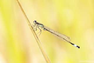 Ischnura elegans - teneral male_IMG_0444