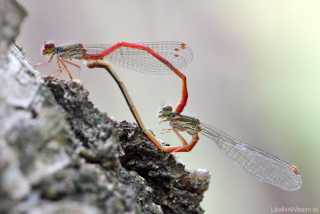 Ceriagrion tenellum - kopula_img_6247