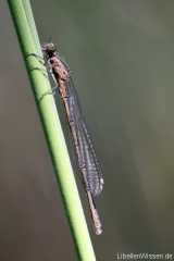 Coenagrion hastulatum immature male_with mites Arrenurus spec.
