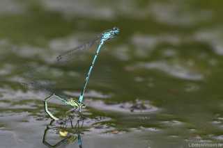 Coenagrion puella - Eiablage