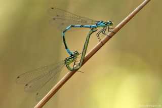 Coenagrion hastulatum - kopula