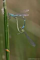 Coenagrion hastulatum kopula